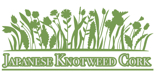 Japenese Knotweed Cork Com